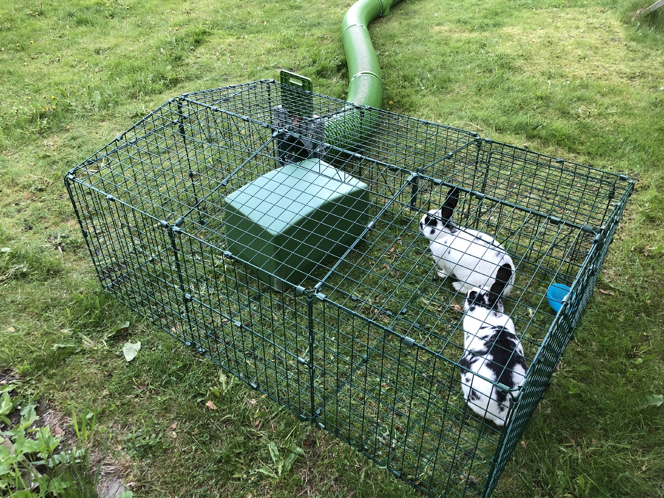 Tv kaniner i en bur