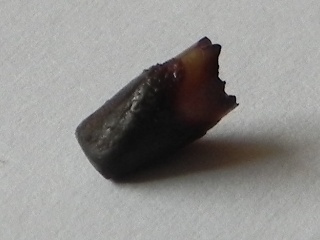 The tooth, image 7
